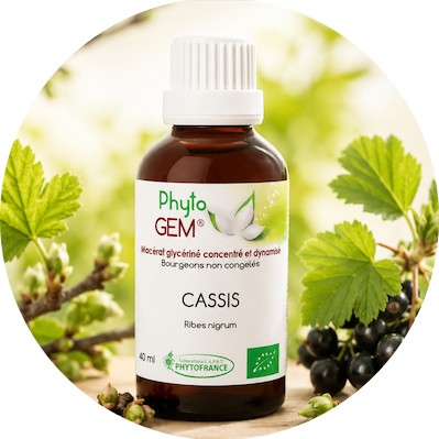 Gemmothérapie: Macérat de bourgeons simples ou en complexes